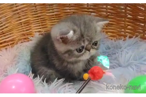 成約済の愛知県のエキゾチックショートヘア-95785の5枚目